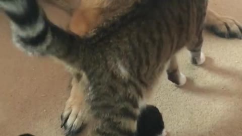 German shepherd frightened by two week old kitten