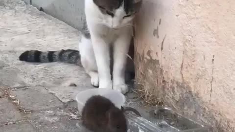 Cat Vs Mouse...😂😂😂