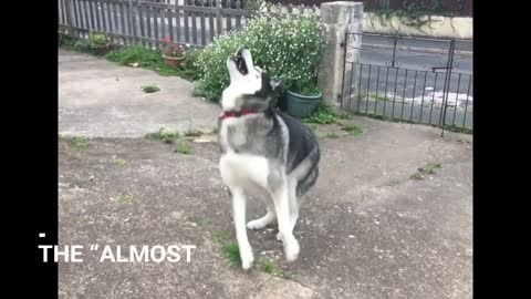 Different moods on Huskies 🐕❤✔