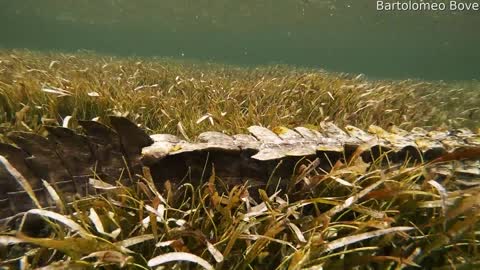 Photographer Gets Up Close and Personal with Crocodiles