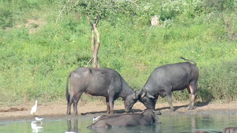 Two Water Buffaloes are fighting and attacking near the lake