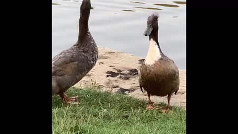 Ducks realize for the first time, that there’s fleas in the park.