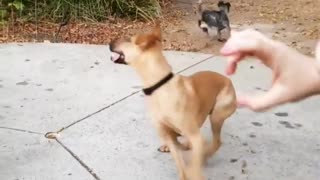 Brown dog jumps over small fence like a show pony