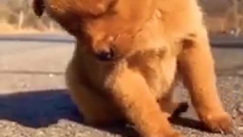 funny dogs laugh @#and s
