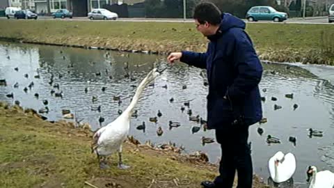 Feeding the Duck