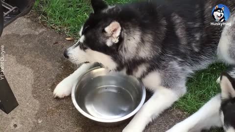 Husky Blowing Bubbles On The Water Bowl