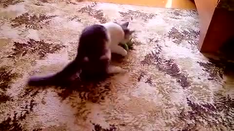 The kitten plays and attacks a toy