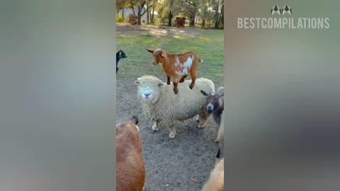 Animal Friendships Compilation