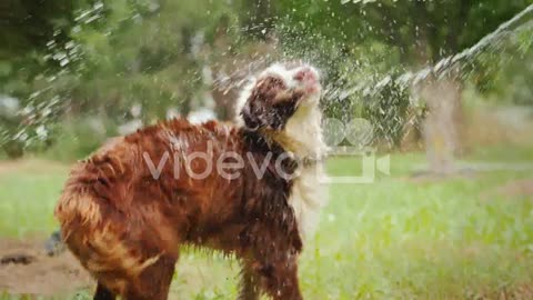 Shepherd Takes Water Treatments - Plays With A Garden Hose Funny Pets Slow Motion Vide