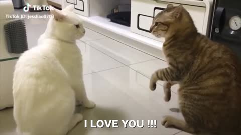 Two cats have a super funny talk