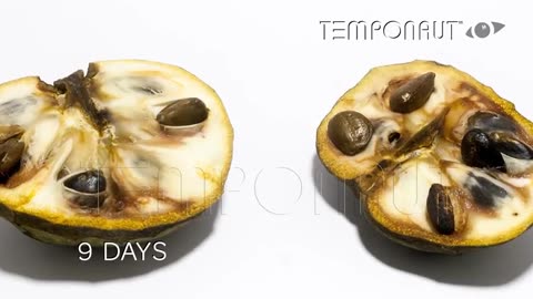 Cherimoya (Sugar Apple) Fruit Timelapse