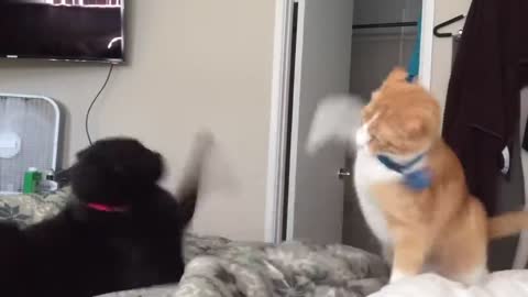 FASTEST CAT SLAP IN THE HISTORY OF CATS