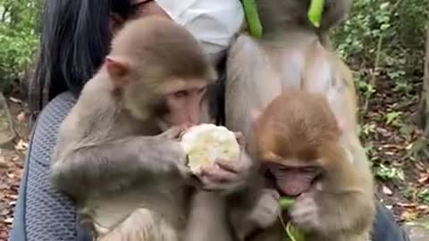 Cute Monkey China & Funny Love monkey