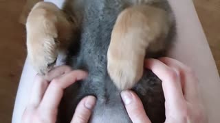 German Shepherd Puppy Does Not Like Human's Strange Sounds
