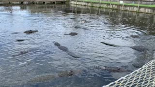Gators Orlando Florida at Gatorland