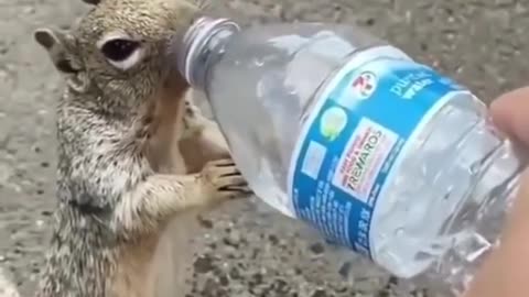 esquilo pede água para turista nos EUA a sede do tadinho