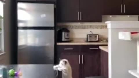 Hilarious cat FAILS his jump!