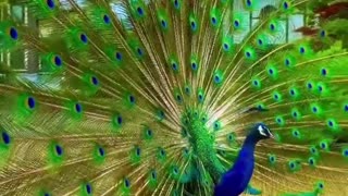 Peacock Dancing