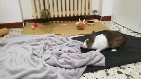 Top Cute Rabbit Doing Funny Things | Funny Rabbit Videos | Cute Bunny