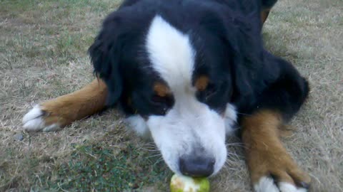 Bernese mountain dog eating an apple