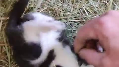 grandfather is playing with cute little kitten