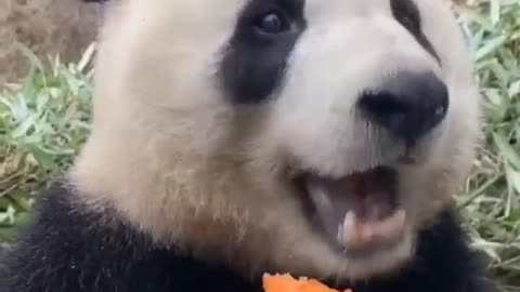 Funny Panda eats carrot
