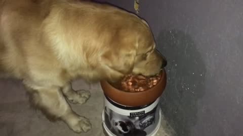 Golden Retriever drinking water, cuddly Fred