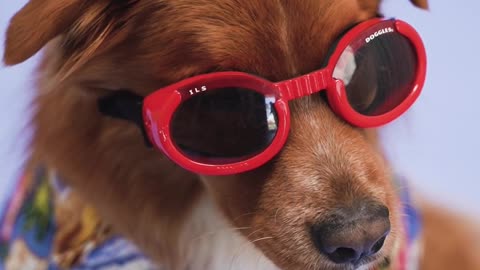 funny dog with red sunglass ||