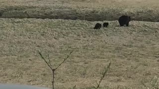 Juneau Alaska Momma Bear with Her Triplets