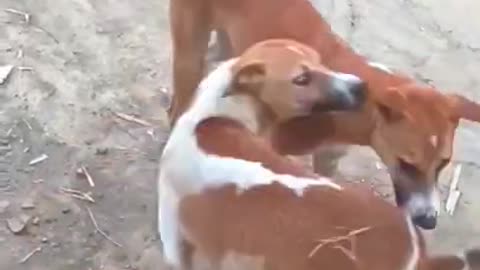 Baby Dogs - Cute and Funny Dog Videos | #AwwAnimals