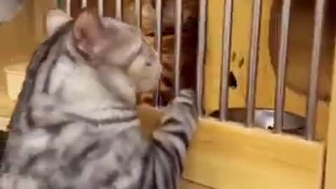 Pet Animals Funny Viral Clips🐶__ #funny Cute Cats #shorts Video🤣__ #trending #