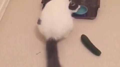 Unsuspecting cat freaked out by cucumber