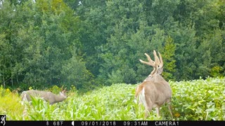 Bean field buck-2 2018