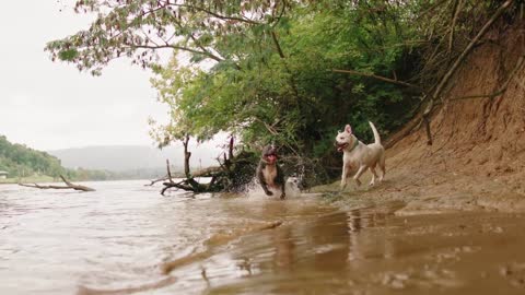 DOGS PLAYING IN WATER