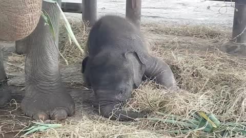 Baby elephant is cuteness overload