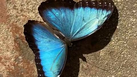 Butterfly park or “Mariposario” - a hidden gem in the south of Spain Benalmadena.