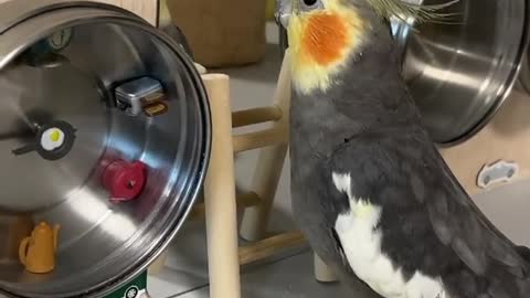 A cockatiel bird imitates what its owner does to sing
