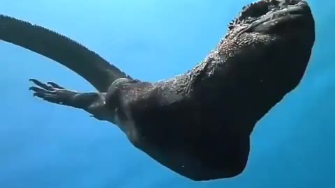 the marine iguana is the only marine lizard species in the world.🦎