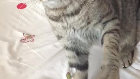 Grey cat on bed attacks owner repeatedly