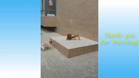 Funny Cats And Dogs Doing Their Things