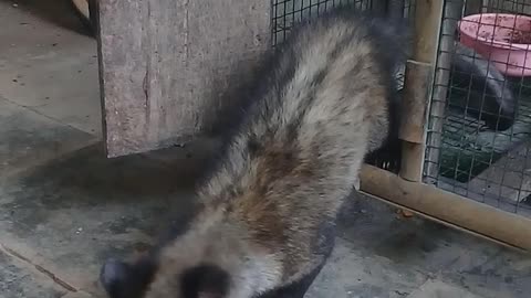 common palm civet eating