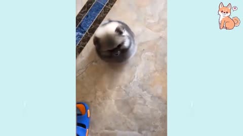 The Best Compilation of Cute Funny and Smart Dogs 2021