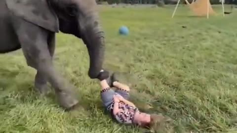 Elephant Fanny Moment Video owner to boy football game stedent