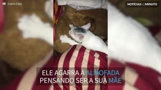 Gato confunde almofada com sua mãe