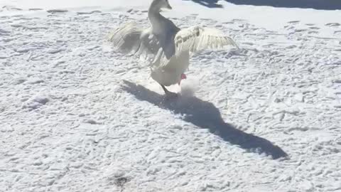 Tater Tot running away from bully goose