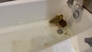 First Bath with my New Geese