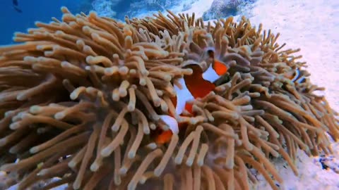 Finding Nemo, Similan Islands, Thailand