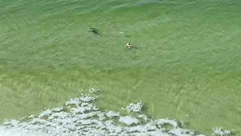 Hammerhead Shark Speeds Towards Fish Fleeing Behind Swimmer