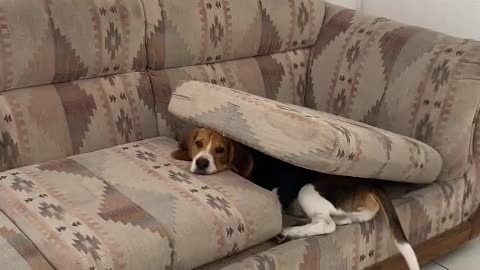 Cute Dog Climbs Out of Couch