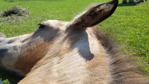 Sweet foal napping on human Momma's lap